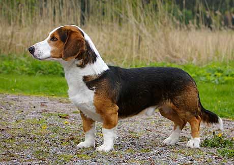 High quality Drever pictures, Cute Drever pictures, Black Drever pictures, Grey Drever pictures