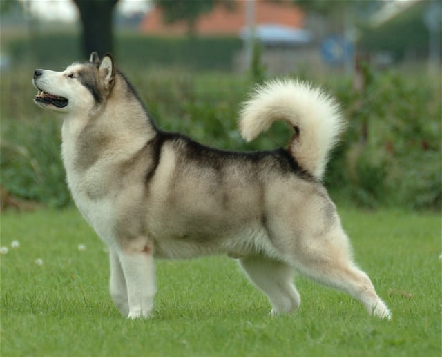 Alaska Malamute