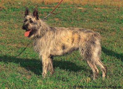 Bouvier des Ardennes