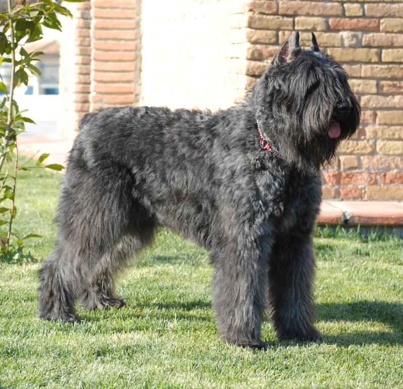 Bouvier des Flandres