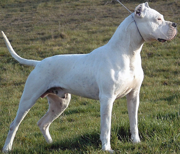 Dogo argentino of Argentijnse Dog