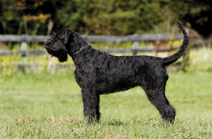 Riesenschnauzer