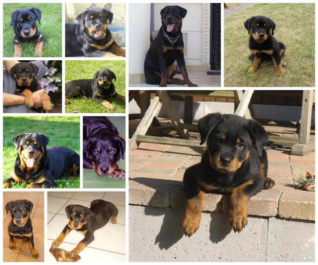 Rottweiler