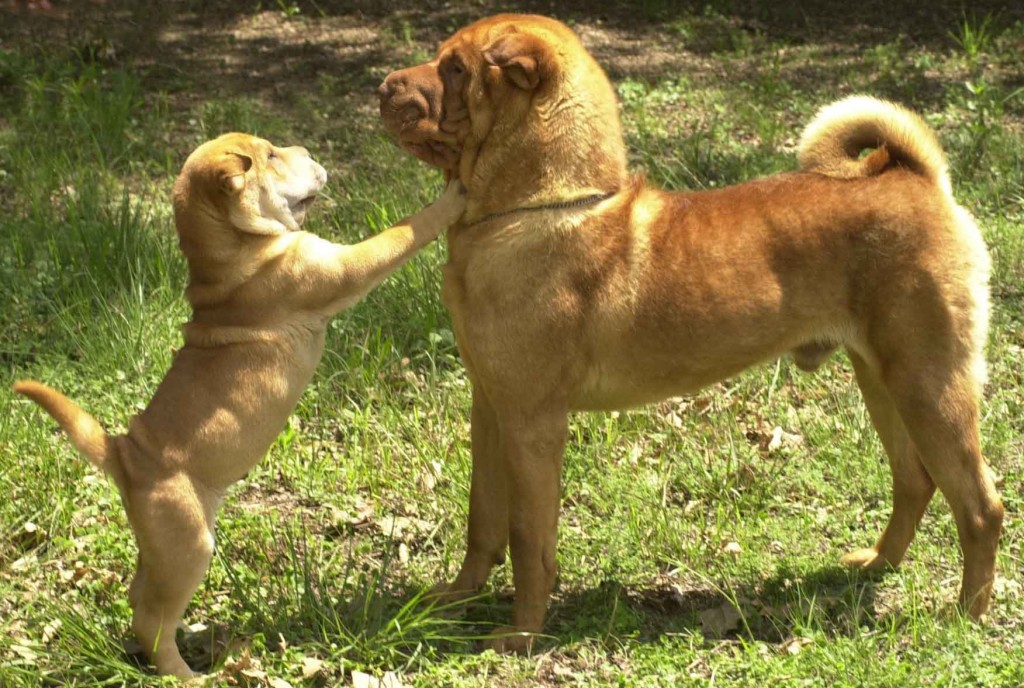Shar Pei