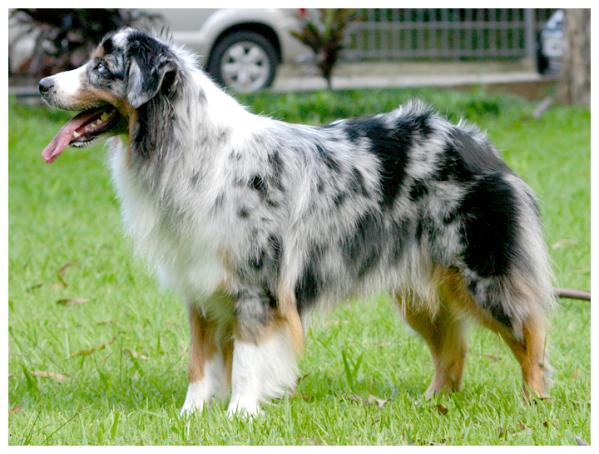 Australische Herder