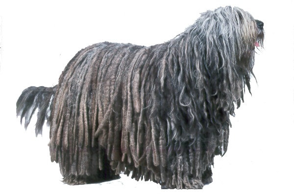 Bergamasco Herdershond