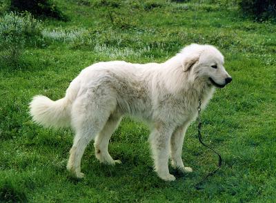 Abruzzese Maremma Herdershond