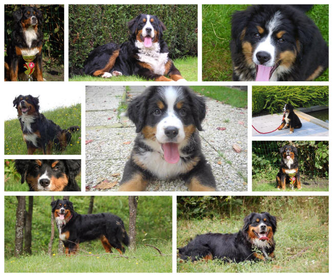 Berner Sennenhond