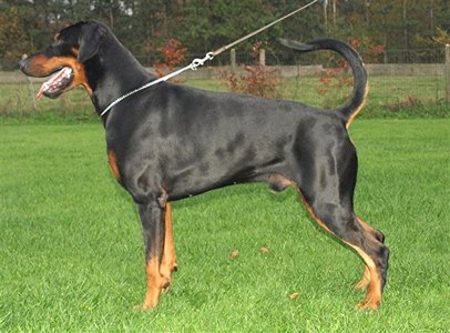 Dobermann