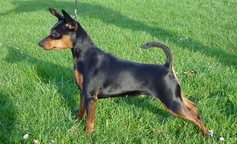 Dwergpinscher