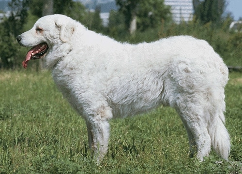 Kuvasz