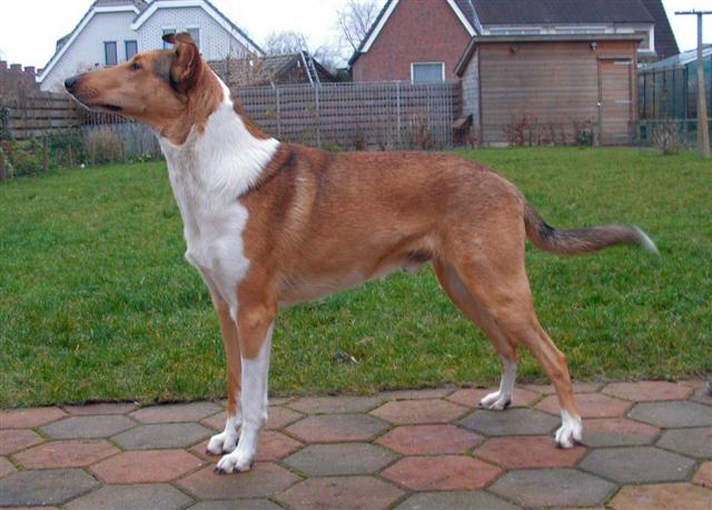 Kortharige Collie