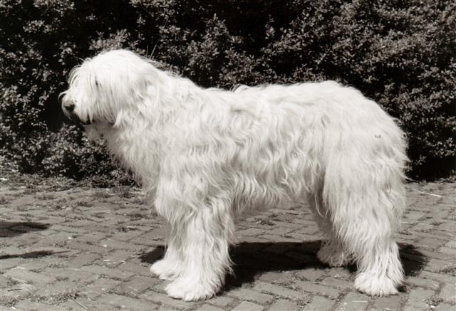Zuid-Russische Herdershond