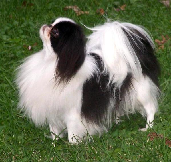 The Unique Personality Of The Japanese Chin