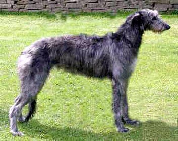 Geschiedenis van de Deerhound; Hondenras