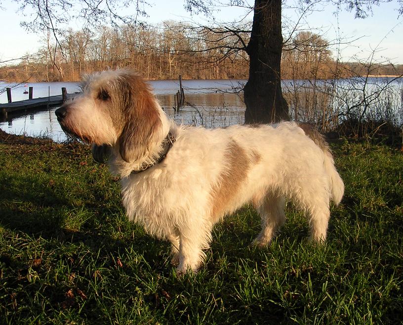 Grand Basset Griffon vendéen