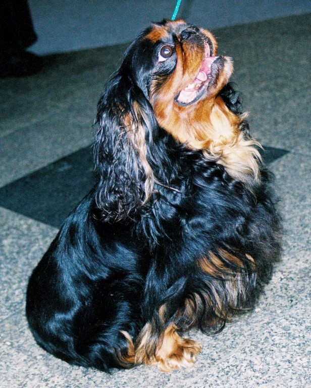 King Charles-spaniel