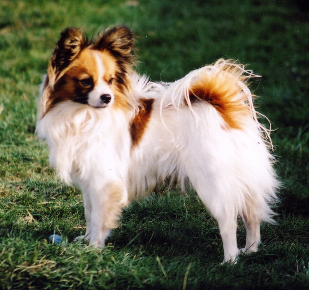 Mortal verdwijnen Universiteit Papillon of Vlinderhondje