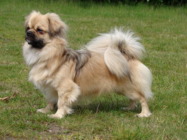 Tibetaanse Spaniel