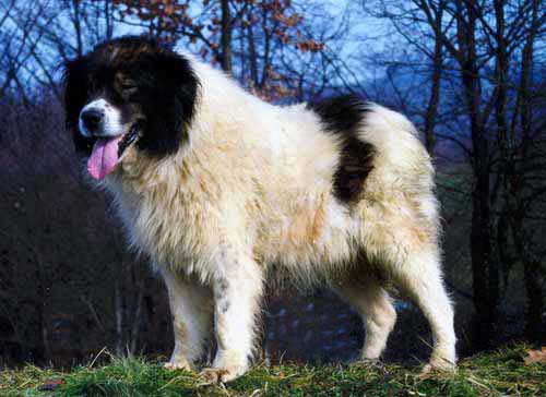 The History Of The Tornjak Dog Breed