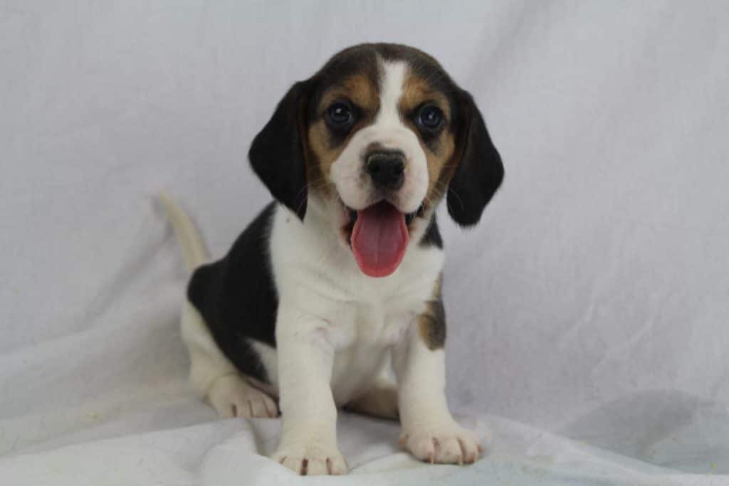 Beagle