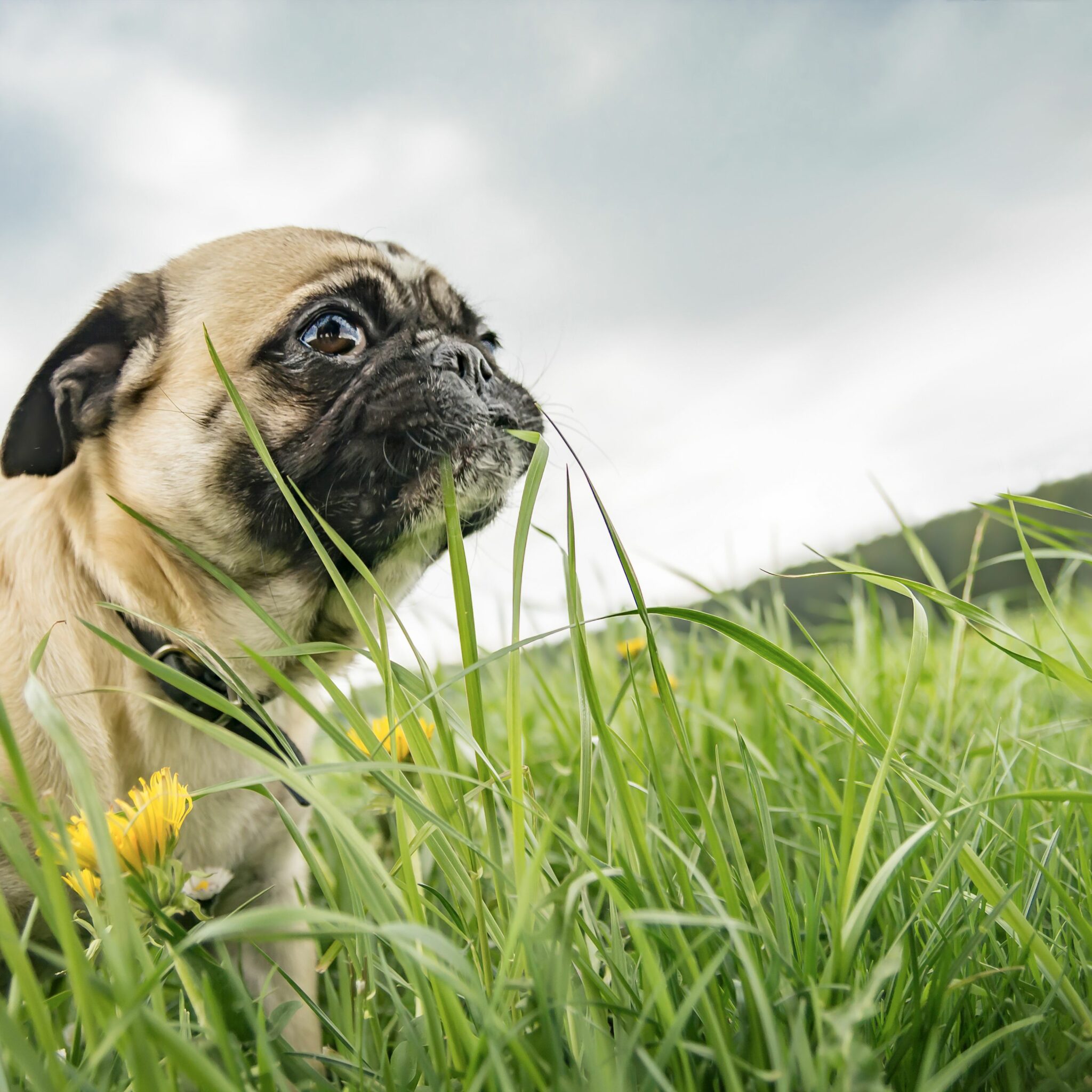Why Do Dogs Eat Grass?