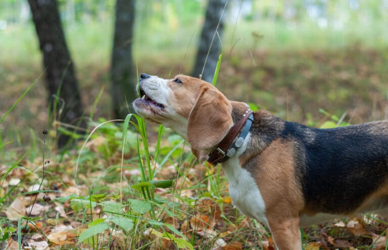 Waarom eten honden gras en braken ze?