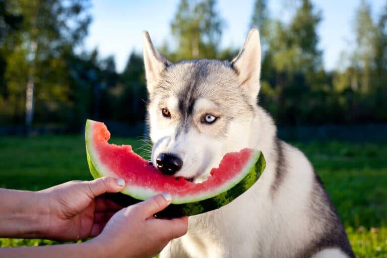 Kunnen honden watermeloen eten?