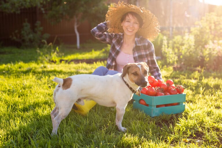 Kunnen honden tomaten eten?