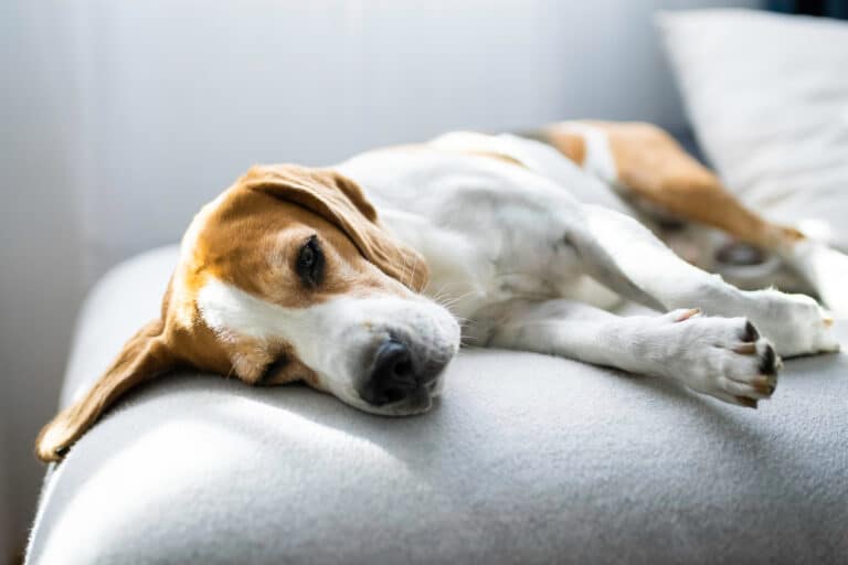 How Long Do Beagles Sleep? The Ultimate Guide