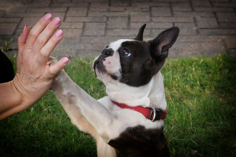 Boston Terriers: wat te voeren en waarom?