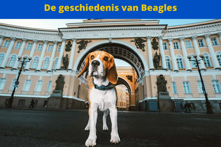 De geschiedenis van de Beagle: Van jachthond tot trouwe metgezel