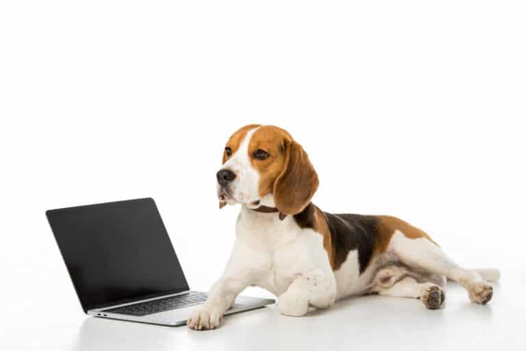 Alles wat u moet weten over Beagle intelligentie