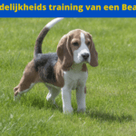 Zindelijkheid training beagle