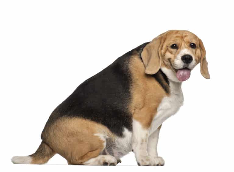 Wat weegt een beagle? Hoeveel is normaal?