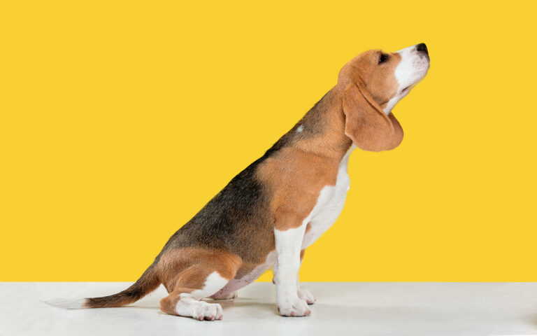 Training a beagle puppy: 7 Tips from a breeder