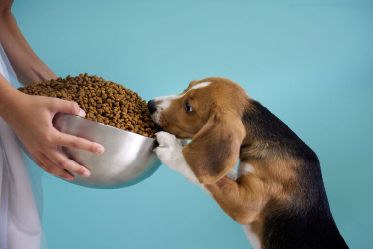 Beste Beagle eten: welke voeding raden we aan?