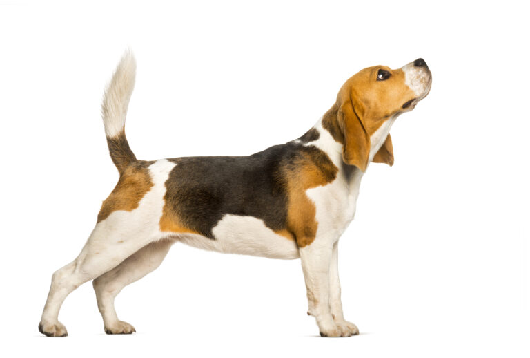 Hoe groot worden Beagles? Wat is hun volwassen schofthoogte?
