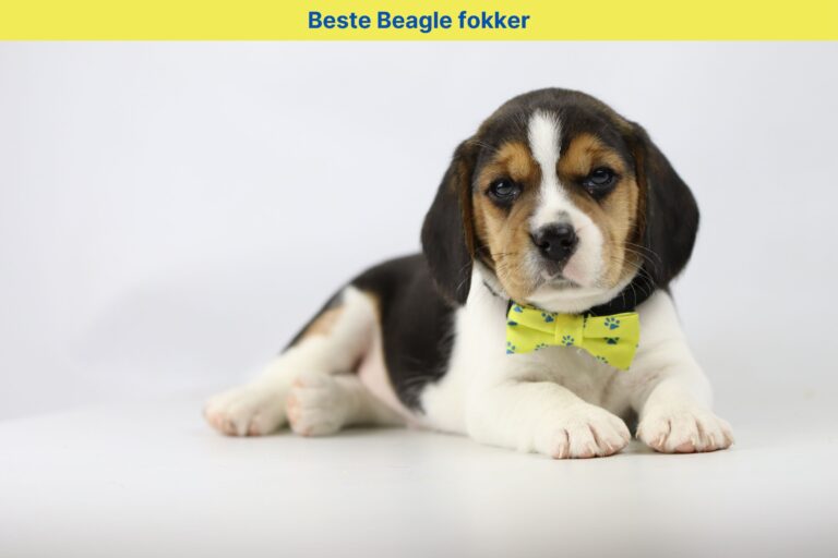 Beste Beagle Fokker: Hoe u de perfecte Beagle fokker kunt vinden