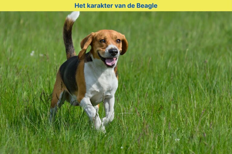 Het karakter van de Beagle: een vriendelijke, energieke en nieuwsgierige metgezel