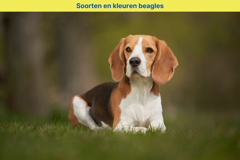 Soorten en kleuren beagles: Een kleurrijk overzicht