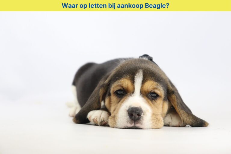 Waar op letten bij aankoop Beagle: Een uitgebreide gids