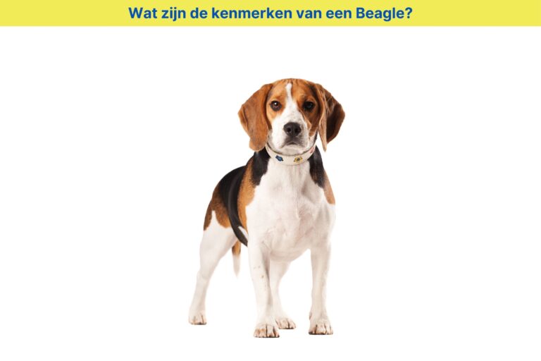 Wat zijn de kenmerken van een Beagle?