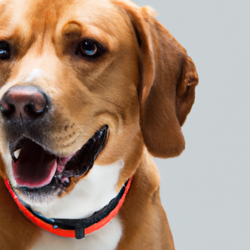 Leuke weetjes over de Beagle Labrador Mix