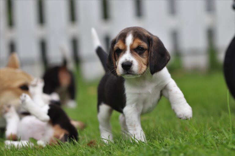 Best Beagle Names: Top 20 Names for Your New Furry Friend