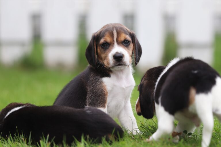 How Much Does a Pocket Beagle Cost: A Comprehensive Guide