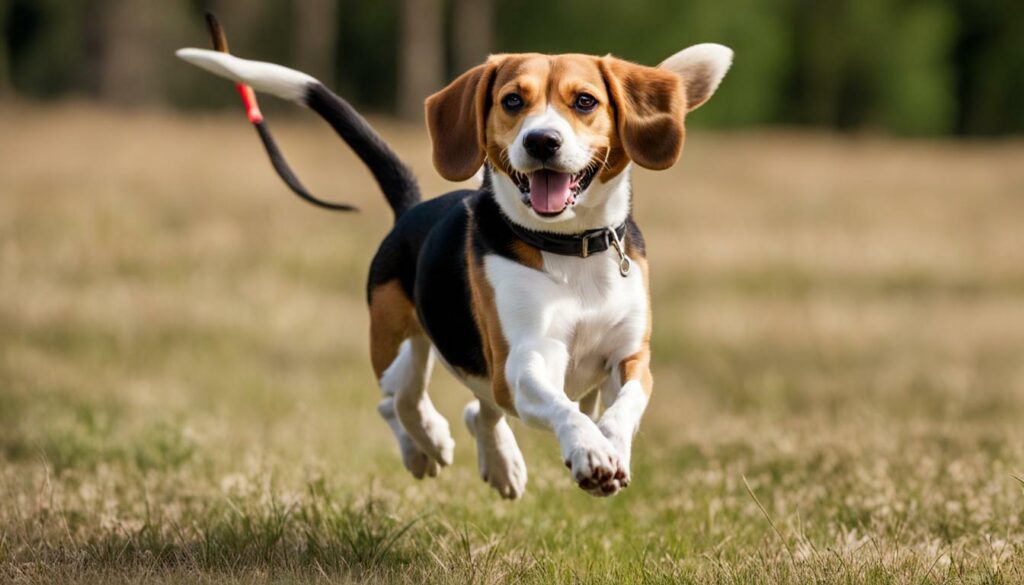 veilig los laten lopen beagle