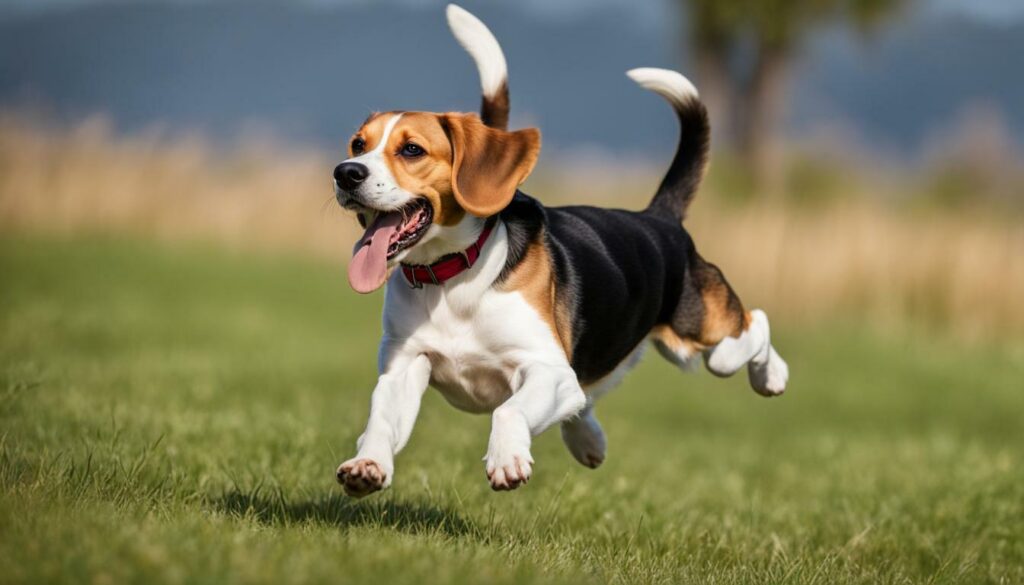 beagle beweging