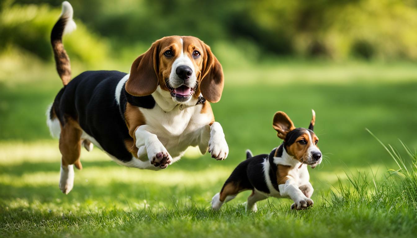 beagle vs basset hound