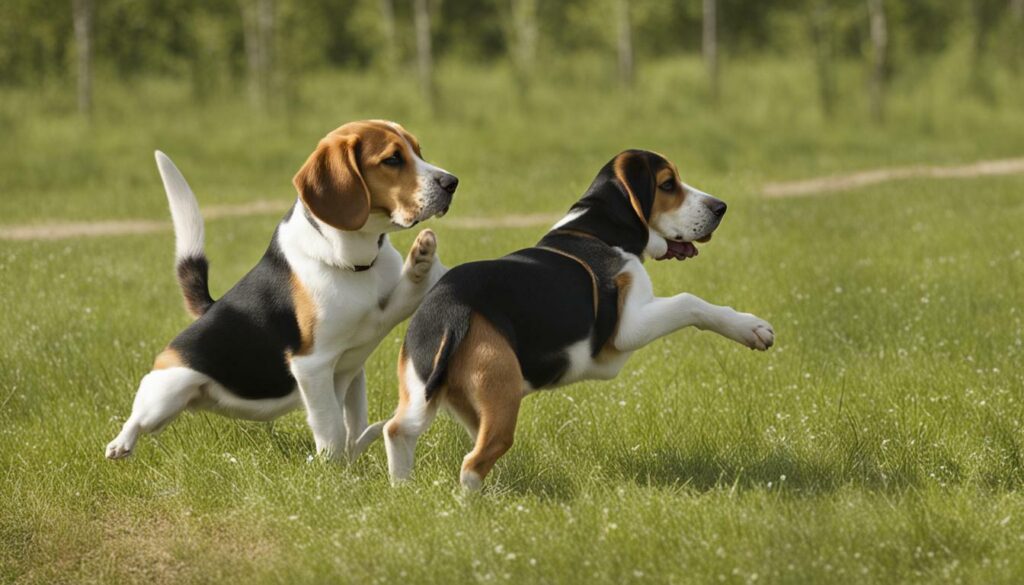trainbaarheid beagle vs labrador